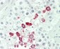 IFNA4 Antibody (C-term)